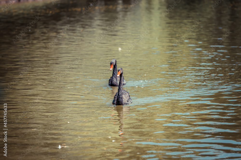 Two black swans swim in a city park in a pond in summer Two black swans swim in a city park in a pond in summer