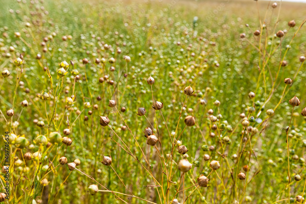 an agricultural field where flax ripens