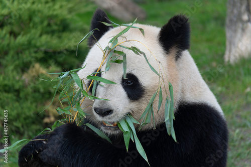 Fototapeta Naklejka Na Ścianę i Meble -  giant panda Ailuropoda melanoleuca or panda bear, native to South Central China