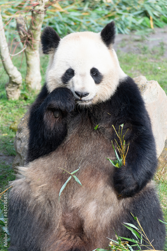giant panda Ailuropoda melanoleuca or panda bear, native to South Central China giant panda Ailuropoda melanoleuca or panda bear, native to South Central China
