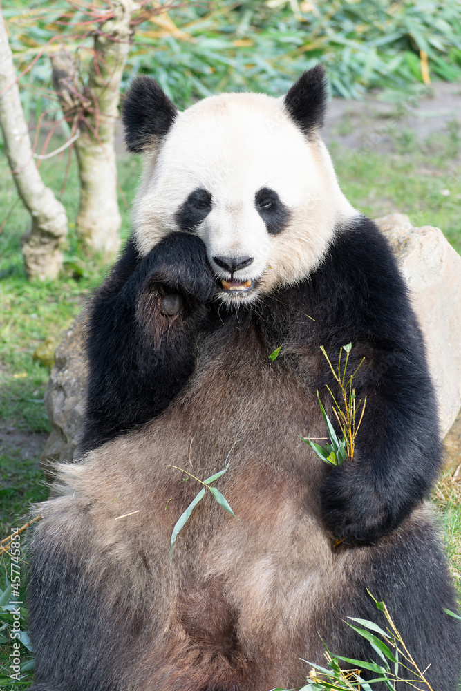 Fototapeta premium giant panda Ailuropoda melanoleuca or panda bear, native to South Central China