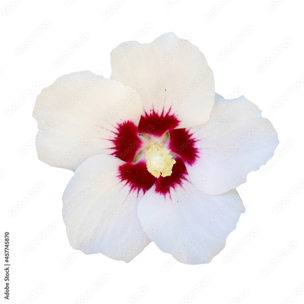 White hibiscus flower on isolated white background. White hibiscus flower on isolated white background.