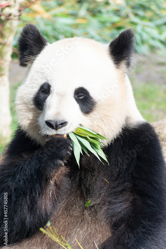 giant panda Ailuropoda melanoleuca or panda bear, native to South Central China © denis