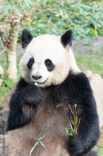 giant panda Ailuropoda melanoleuca or panda bear, native to South Central China © denis