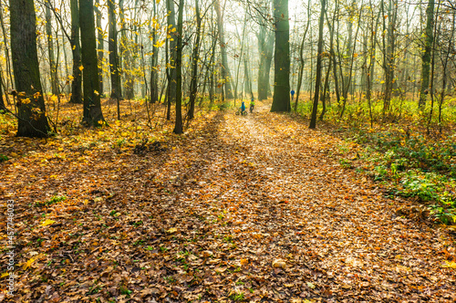 Kids playing in the autumn in Debinski forest, Poznan, Poland photo