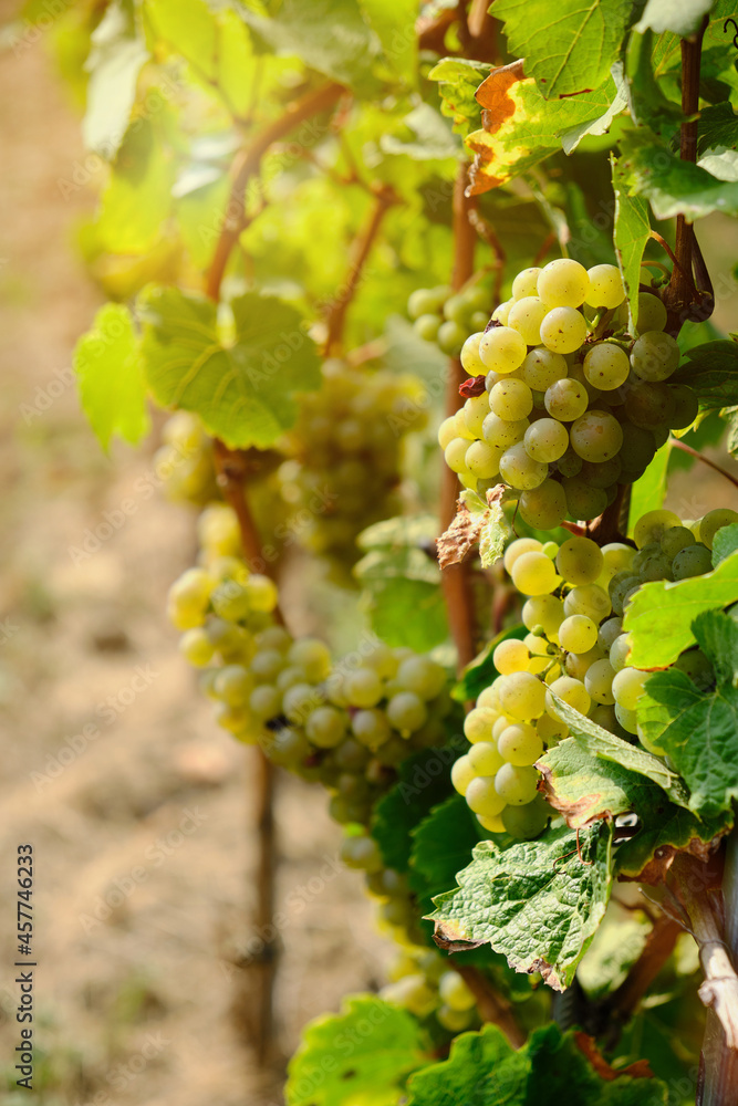 Naklejka premium close up of vine with green grapes in autumn