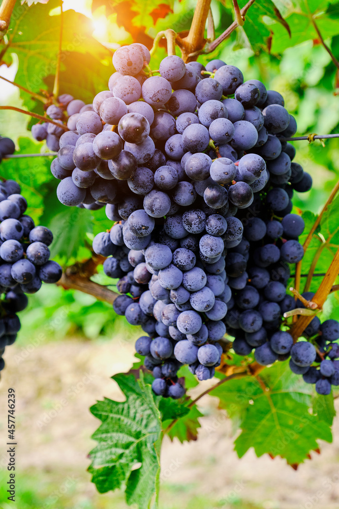 Naklejka premium blue grapes in a German vineyard on a sunny day