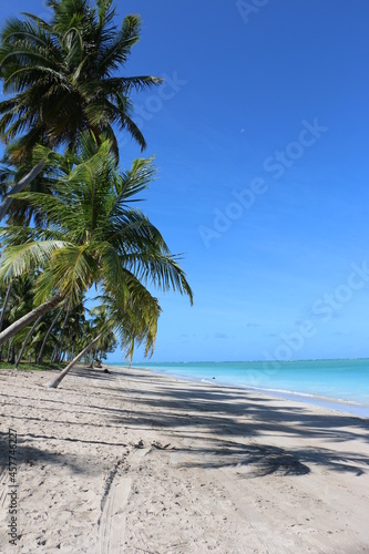 palm trees on the beach