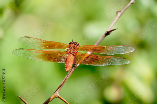 closeup of bright orange dragonfly resting on a branch