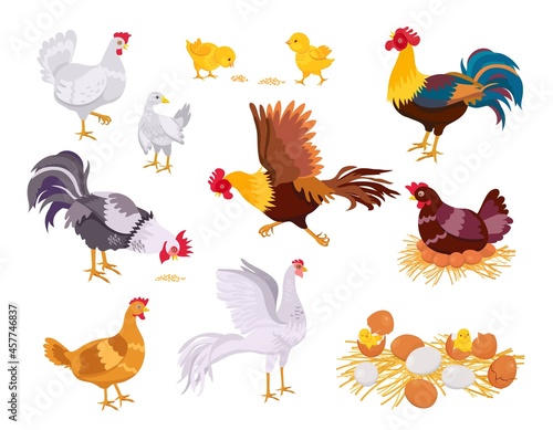 Leinwand Poster Cartoon farm chicken family, rooster, hen and chicks