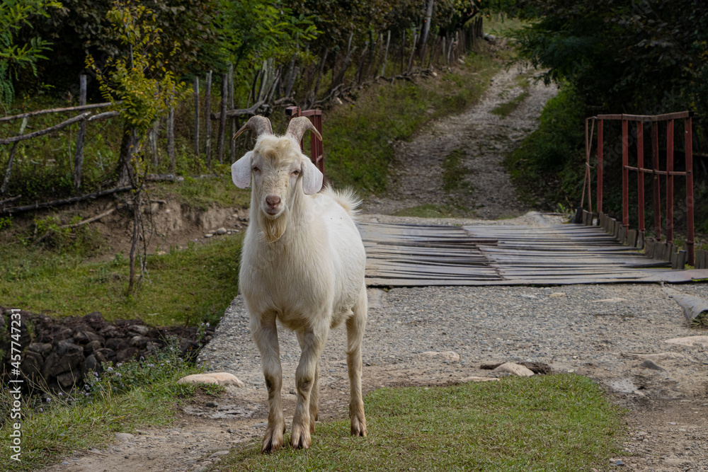Goat standing in front of the bridge, Samegrelo, Georgia. Goat standing in front of the bridge, Samegrelo, Georgia.