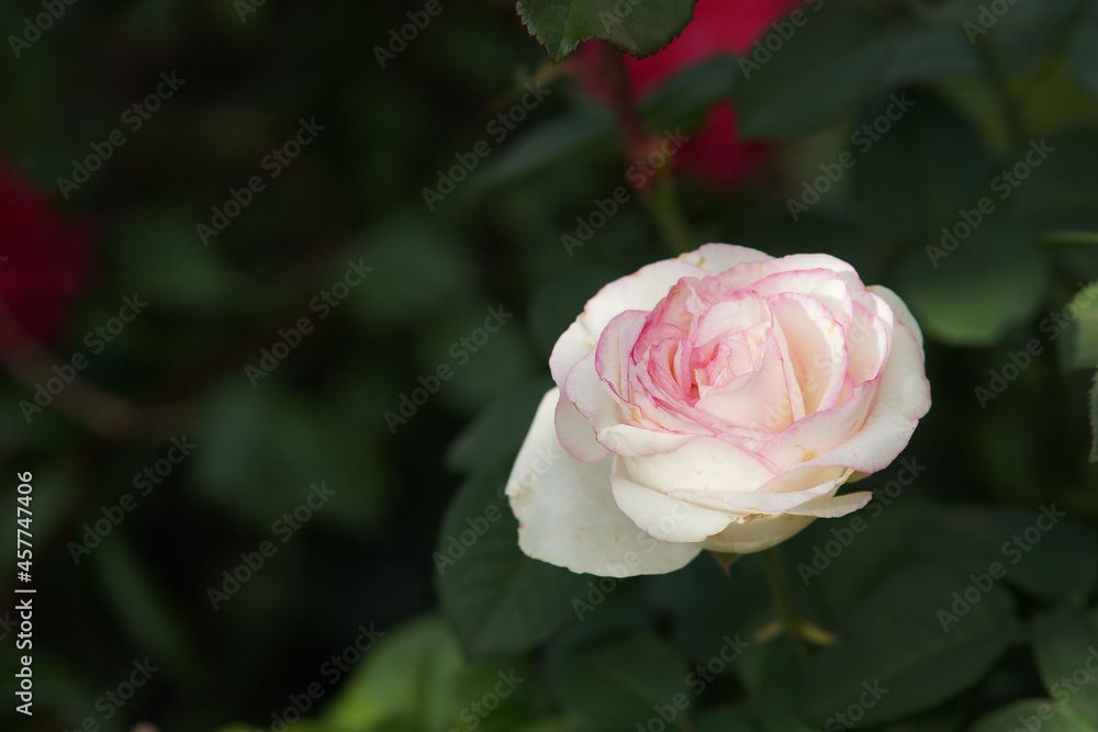 pink rose in garden pink rose in garden