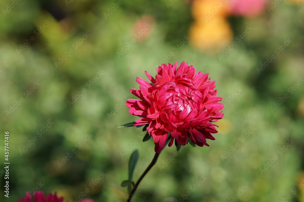 red dahlia flower red dahlia flower