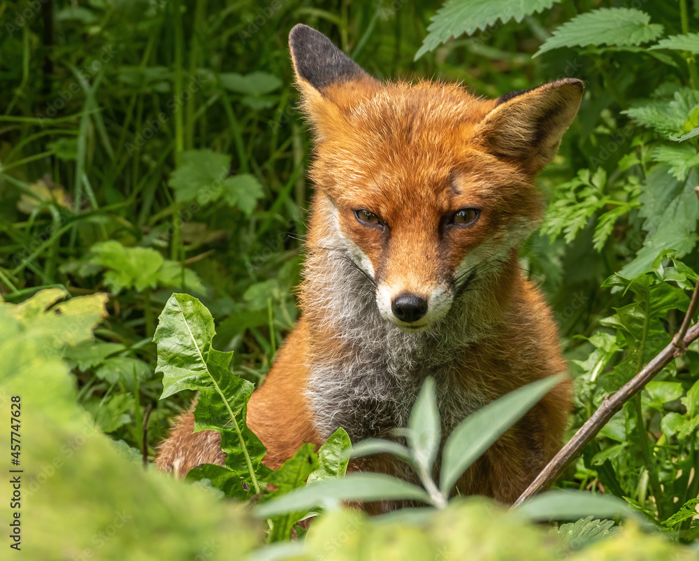 Fototapeta premium Red Fox