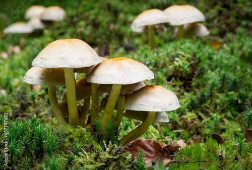 A close up of a small group of mushrooms on a moss covered forest floor