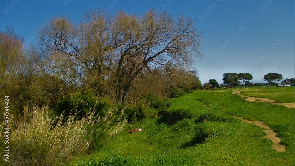 landscape with trees