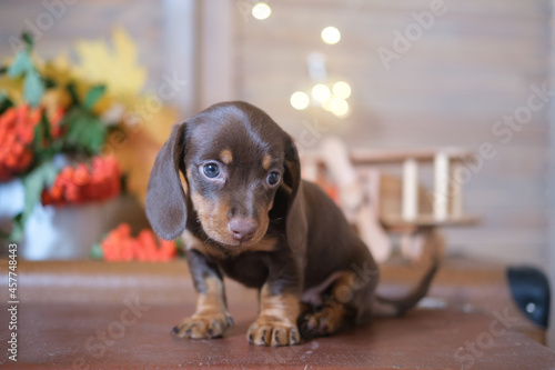 cute dachshund puppy on the background of an autumn bouquet of yellow leaves