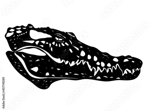 Crocodile Alligator Head Skull Silhouette Realistic Anatomical HD Vector