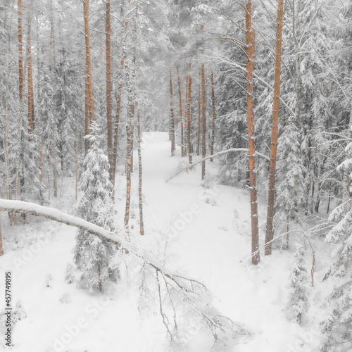 snow covered trees © Владимир Голубев