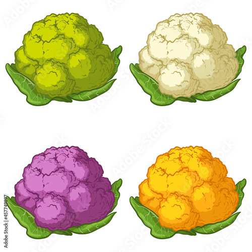 Bright vector collection of colorful cauliflower. Fresh cartoon cauliflower, isolated on white background.