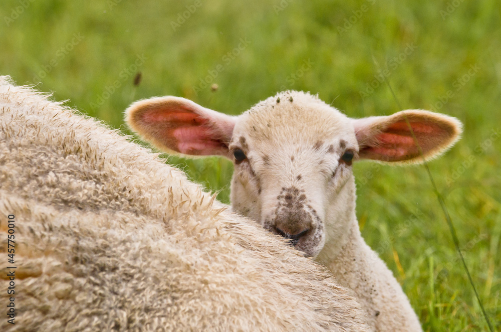 Portrait of a very cute white newborn lamb in the meadow