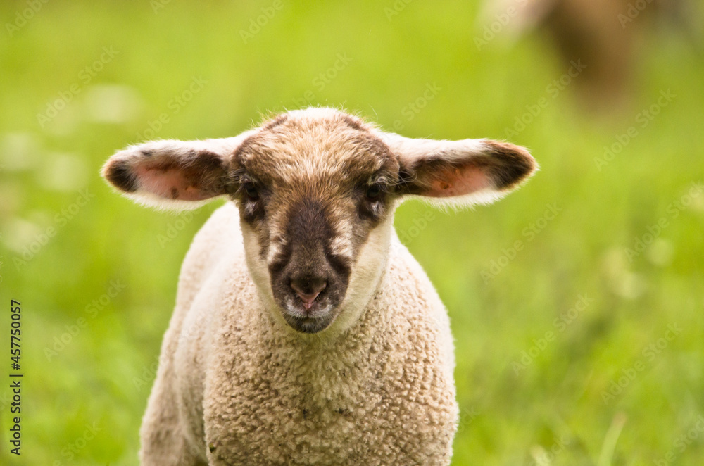 Portrait of a very cute white newborn lamb in the meadow