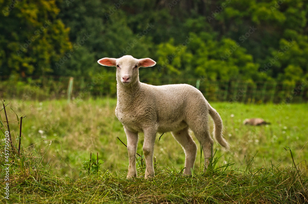 Portrait of a very cute white newborn lamb in the meadow Portrait of a very cute white newborn lamb in the meadow