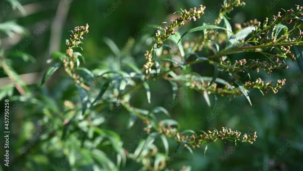 Wormwood bitter in autumn, ripe seeds of the plant. Static camera. High quality 4k footage Wormwood bitter in autumn, ripe seeds of the plant. Static camera. High quality 4k footage