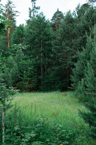 Lush green meadow in a dense coniferous forest. Siberian taiga. Calm and seclusion in local tourism © elenarui