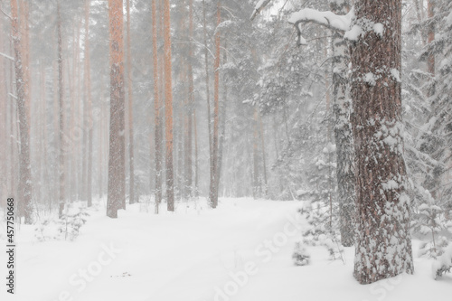 snow covered trees