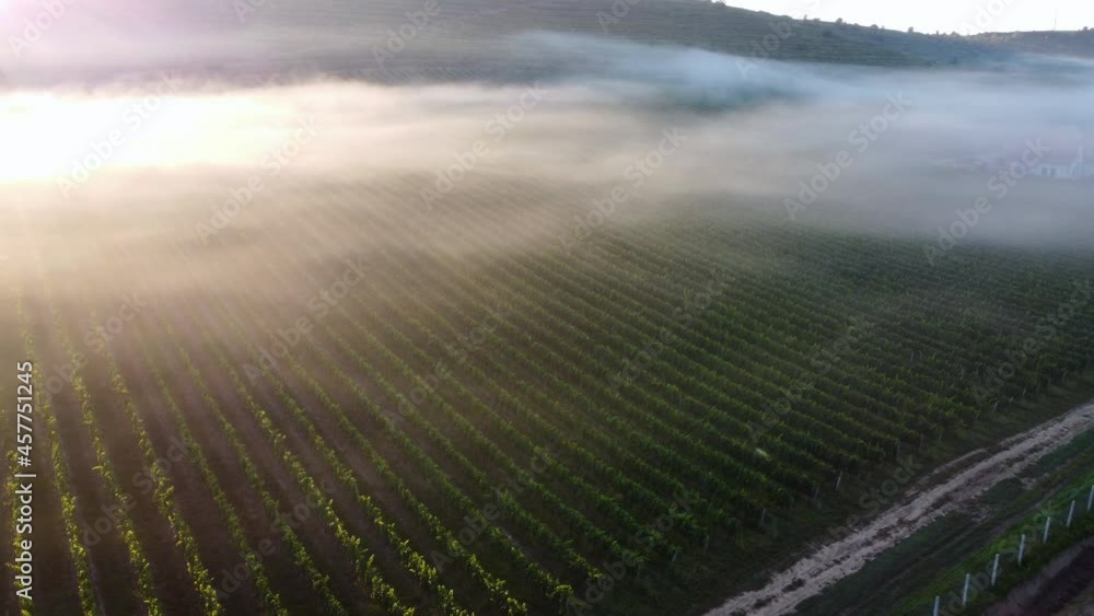 Stunning aerial view of a landscape with a fog-covered vineyard. Summer background, UHD, 4K Stunning aerial view of a landscape with a fog-covered vineyard. Summer background, UHD, 4K