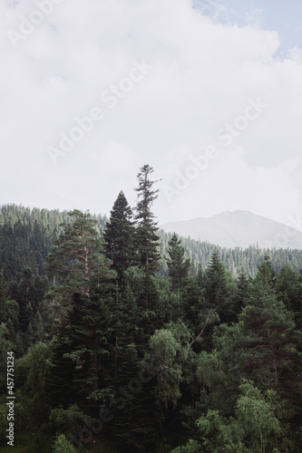 forest in the mountains