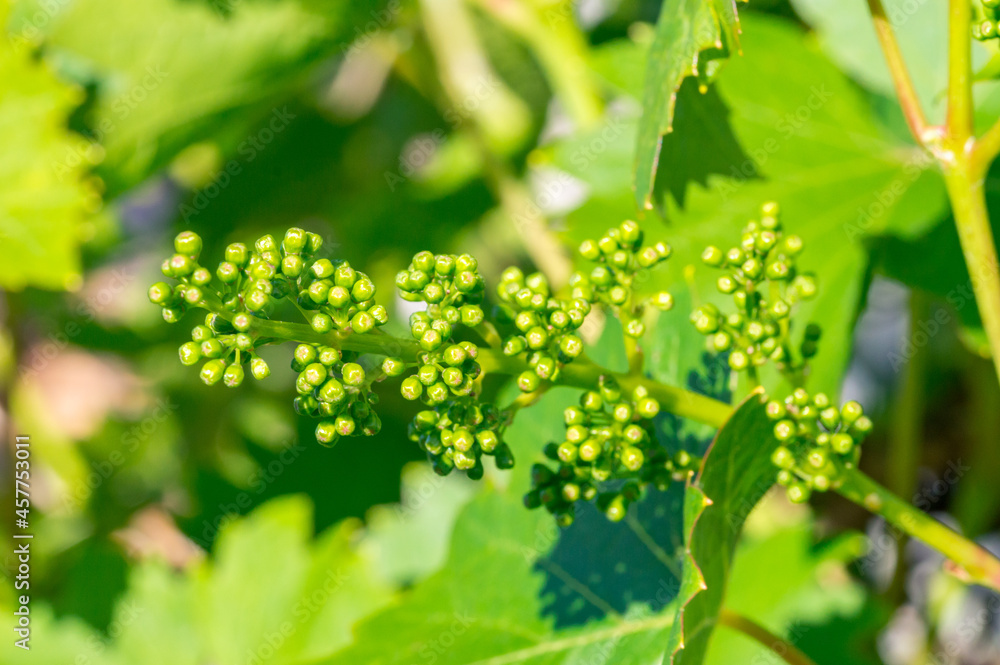 Close up on young branches of grapes in vineyard. Close up on young branches of grapes in vineyard.