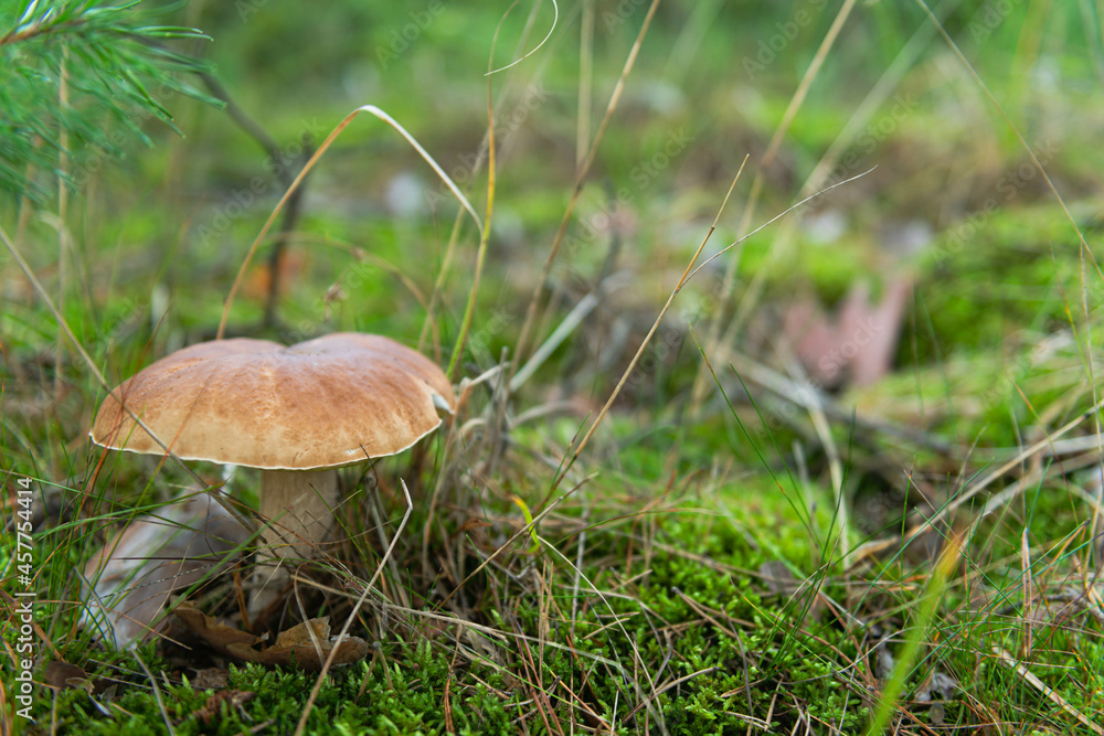 Grzybobranie. Jesień w lesie.
Grzybobranie. Jesień w lesie.