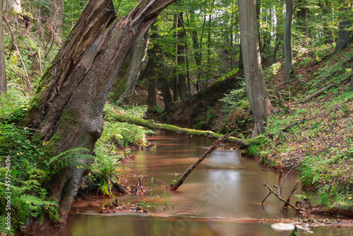 Spieniony, mały strumień płynący przez dziki las.