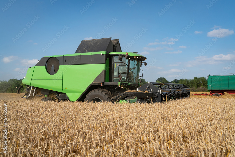 Fototapeta premium Getreideernte - Moderner Mähdrescher bei trockenem Erntewetter auf dem Feld im Einsatz.