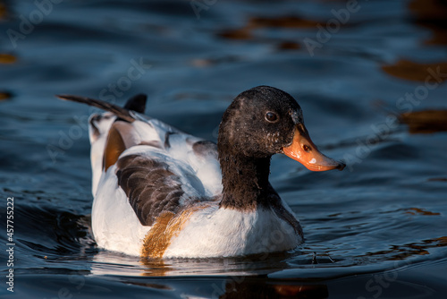 Shelducks on the water.
Close-up photo of a young common shelduck swim on the water in light