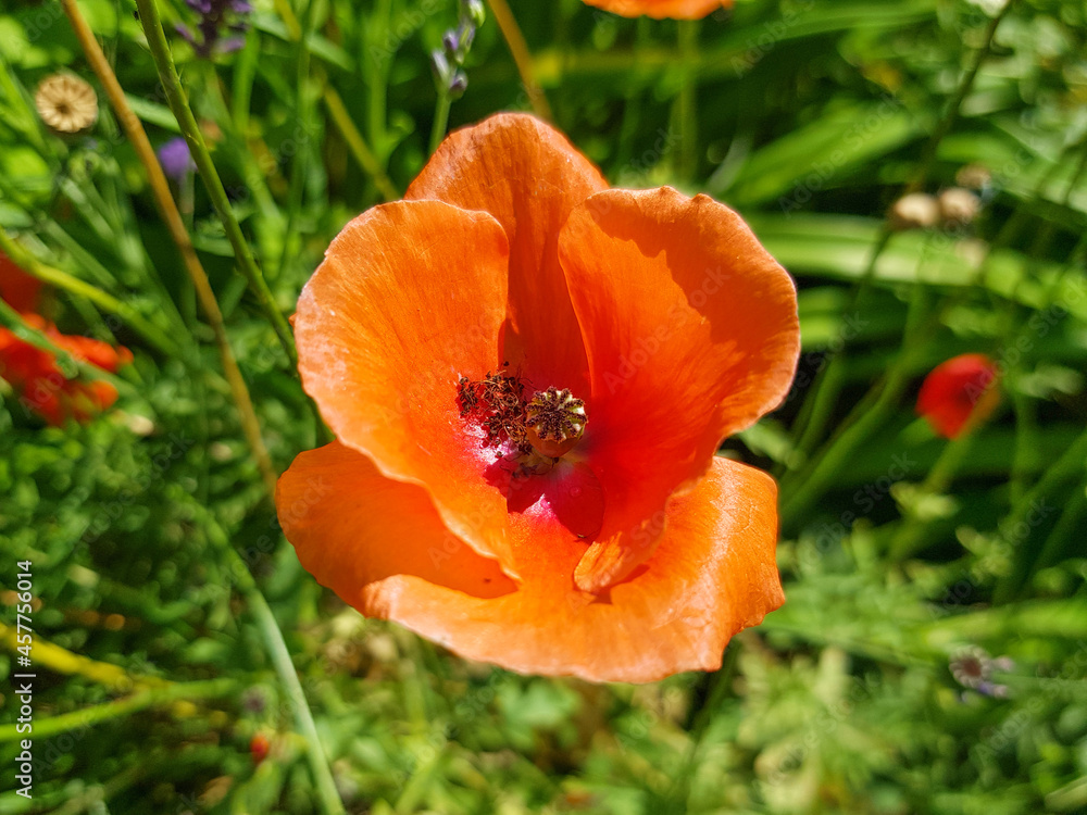 Papaver dubium (in german Saat-Mohn) Papaver dubium Papaver dubium (in german Saat-Mohn) Papaver dubium