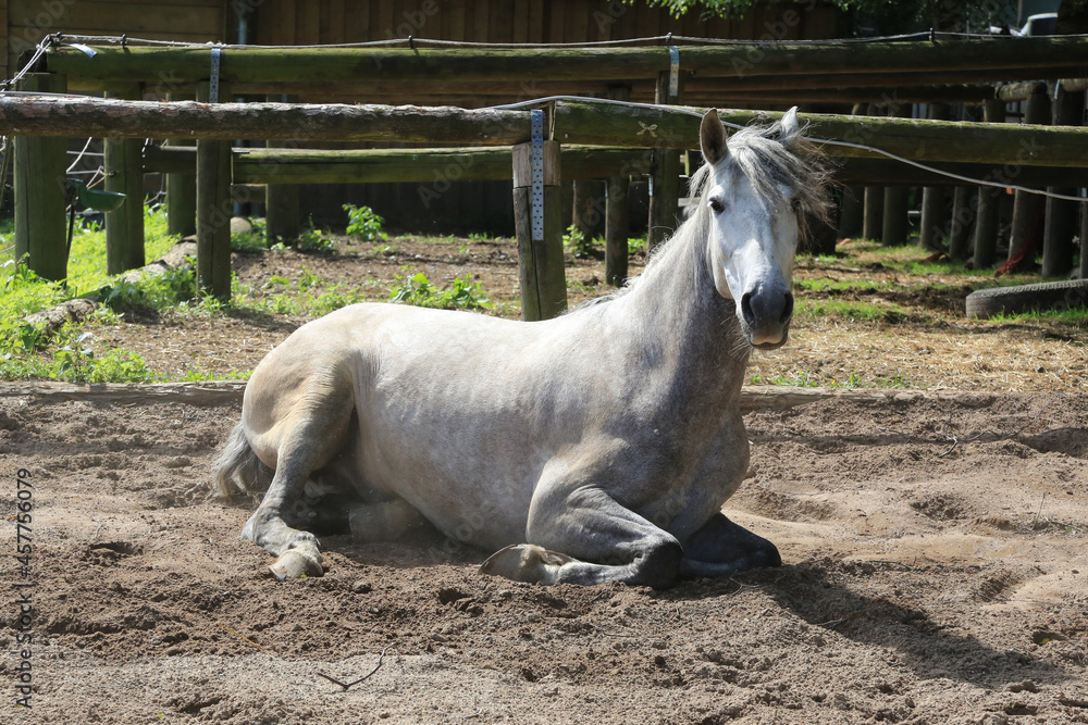 Obraz premium Schönes Pferd/Schimmel auf der Weide