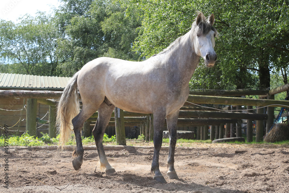 Fototapeta premium Schönes Pferd/Schimmel auf der Weide