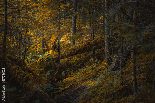beautiful nature scenic view of deep forest in autumn seasonal time with falling tree and yellow moss moody environment