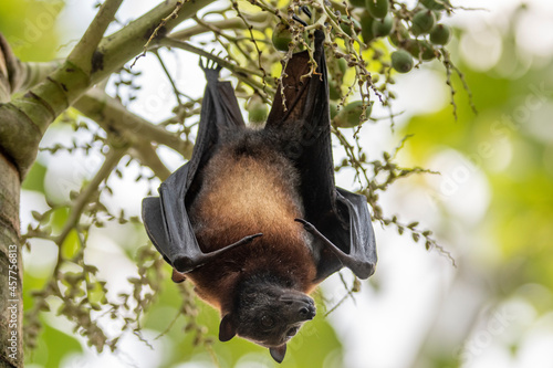 flying fox south east asia