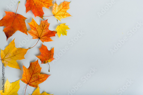 Autumn bright yellow leaves on grey background. fall concept. Flat lay  top view  copy space. Minimalistic concept. 