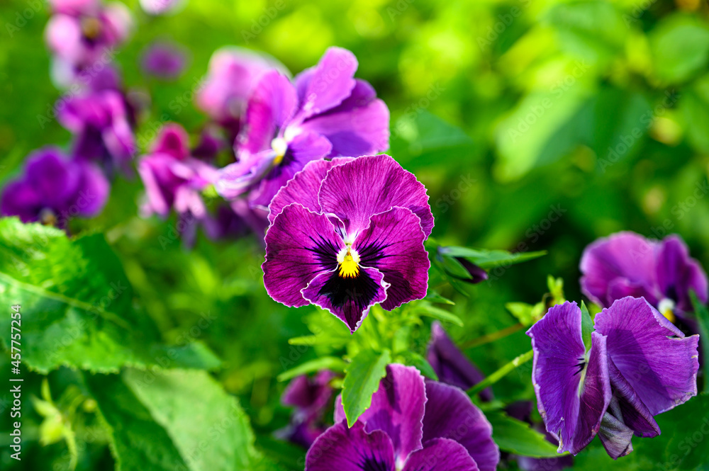 Pansy flowers in the garden. Violet flowers blooming on a green lawn. Viola tricolor.