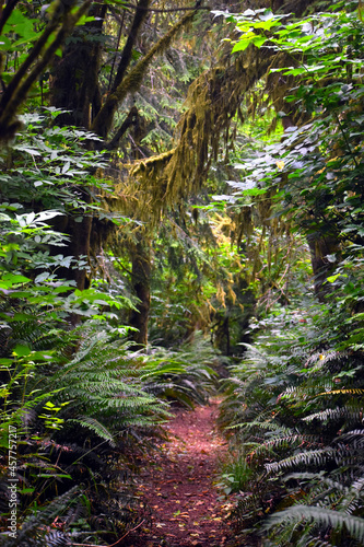 Forest trail under mossy trees