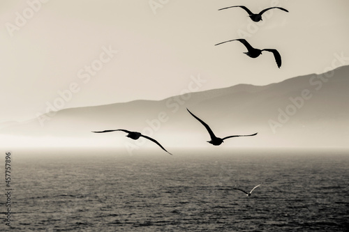 Photography a flock of seagulls flying in the sun