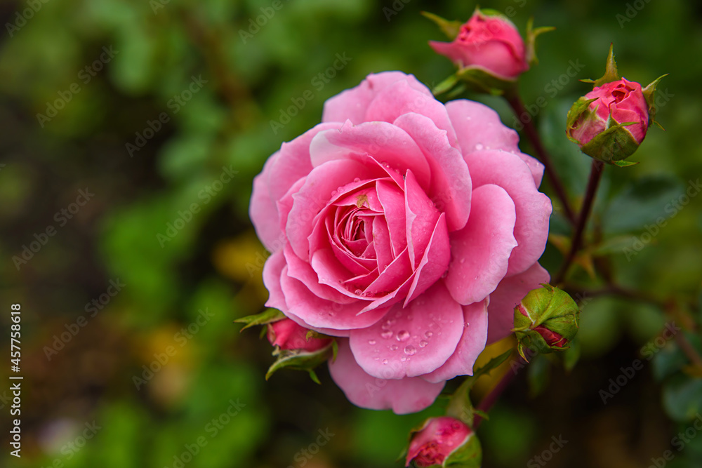 Fresh roses grow in the garden. Festive flowers in the landscape. Fresh roses grow in the garden. Festive flowers in the landscape.