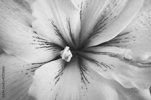 Amaryllis Aquaro flower - monochrome