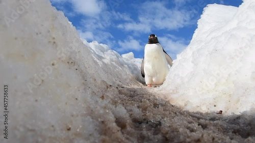 Gentoo Penguins walk on higway in Antarctica photo