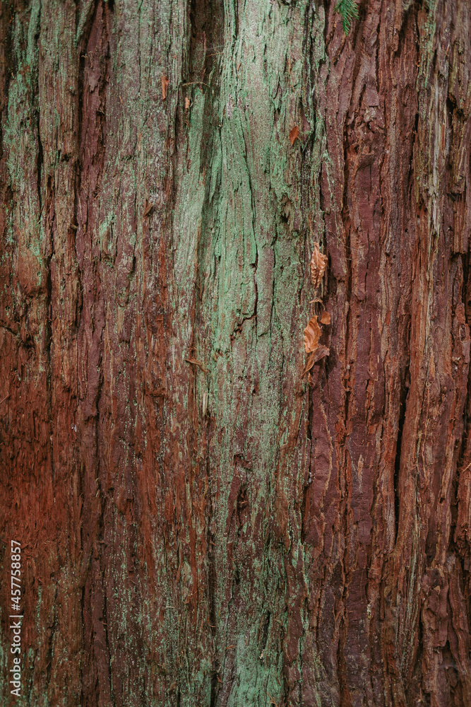 Natural texture. Wood background in the forest. Natural texture. Wood background in the forest.